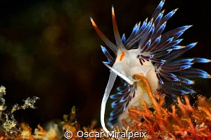 cratena by Oscar Miralpeix 